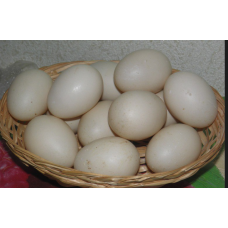 Яйцо утиное (5 шт)